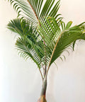 Bottle Palm (Hyophorbe lagenicaulis) - Bird of ParadiseUSA - 3 feet