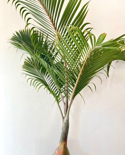 Bottle Palm (Hyophorbe lagenicaulis) - Bird of ParadiseUSA - 3 feet
