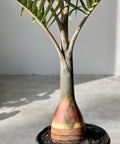 Bottle Palm (Hyophorbe lagenicaulis) - Bird of ParadiseUSA - 3 feet