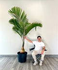 Bottle Palm (Hyophorbe lagenicaulis) - Bird of ParadiseUSA - 3 feet