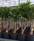 Bottle Palm (Hyophorbe lagenicaulis) - Bird of ParadiseUSA - 3 feet