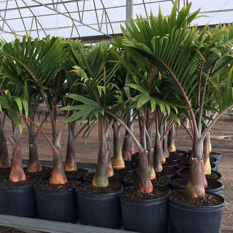 Bottle Palm (Hyophorbe lagenicaulis) - Bird of ParadiseUSA - 3 feet