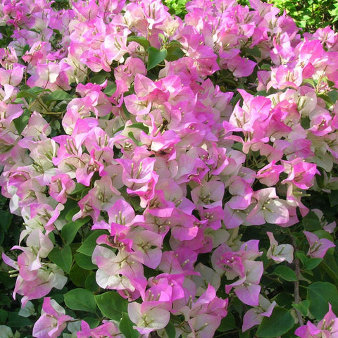 Bougainvillea Bush Pink and White (Bougainvillea 'Pink and White') - PlantologyUSA - 3 Gallon