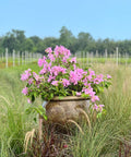 Bougainvillea Bush Silhouette Lavender (Bougainvillea 'Silhouette Lavender') - PlantologyUSA - 7 Gallon