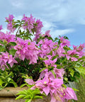 Bougainvillea Bush Silhouette Lavender (Bougainvillea 'Silhouette Lavender') - PlantologyUSA - 7 Gallon