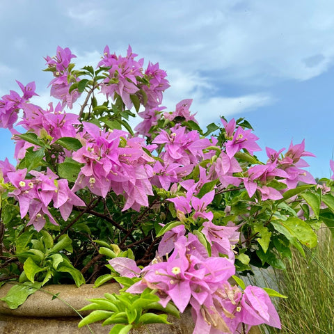 Bougainvillea Bush Silhouette Lavender (Bougainvillea 'Silhouette Lavender') - PlantologyUSA - 7 Gallon