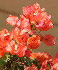Bougainvillea Bush Sun Down Orange (Bougainvillea 'Sun Down Orange') - PlantologyUSA - 3 Gallon