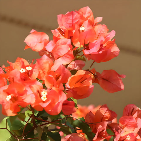 Bougainvillea Bush Sun Down Orange (Bougainvillea 'Sun Down Orange') - PlantologyUSA - 3 Gallon