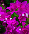 Bougainvillea Bush Vera Royalty (Bougainvillea 'Vera Royalty') - PlantologyUSA - 3 Gallon
