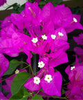 Bougainvillea Bush Vera Royalty (Bougainvillea 'Vera Royalty') - PlantologyUSA - 3 Gallon