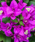 Bougainvillea Bush Vera Royalty (Bougainvillea 'Vera Royalty') - PlantologyUSA - 3 Gallon