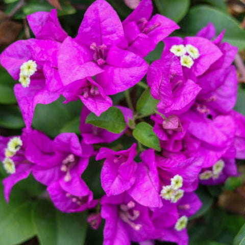 Bougainvillea Bush Vera Royalty (Bougainvillea 'Vera Royalty') - PlantologyUSA - 3 Gallon