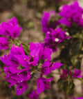Bougainvillea Bush Vera Royalty (Bougainvillea 'Vera Royalty') - PlantologyUSA - 7 Gallon