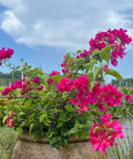 Bougainvillea Pink Bush (Bougainvillea 'Pink') - PlantologyUSA - 7 Gallon