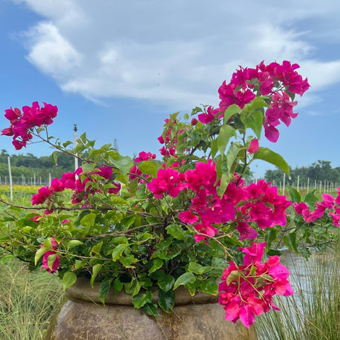 Bougainvillea Pink Bush (Bougainvillea 'Pink') - PlantologyUSA - 7 Gallon