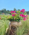 Bougainvillea Pink Bush (Bougainvillea 'Pink') - PlantologyUSA - 7 Gallon