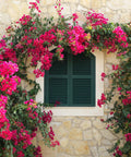 Bougainvillea Trellis Barbara Karst Red (Bougainvillea 'Barbara Karst' (Red)) - Bird of ParadiseUSA - 2-3 feet