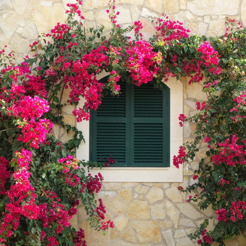 Bougainvillea Trellis Barbara Karst Red (Bougainvillea 'Barbara Karst' (Red)) - Bird of ParadiseUSA - 2-3 feet