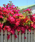 Bougainvillea Trellis Barbara Karst Red (Bougainvillea 'Barbara Karst' (Red)) - Bird of ParadiseUSA - 2-3 feet