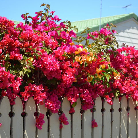 Bougainvillea Trellis Barbara Karst Red (Bougainvillea 'Barbara Karst' (Red)) - Bird of ParadiseUSA - 2-3 feet