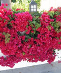 Bougainvillea Trellis Barbara Karst Red (Bougainvillea 'Barbara Karst' (Red)) - Bird of ParadiseUSA - 4-5 feet