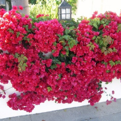 Bougainvillea Trellis Barbara Karst Red (Bougainvillea 'Barbara Karst' (Red)) - Bird of ParadiseUSA - 4-5 feet