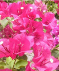 Bougainvillea Trellis Helen Johnson "Fushia" (Bougainvillea 'Helen Johnson' (Fuchsia)) - PlantologyUSA - 2-3 feet