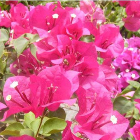 Bougainvillea Trellis Helen Johnson "Fushia" (Bougainvillea 'Helen Johnson' (Fuchsia)) - PlantologyUSA - 2-3 feet