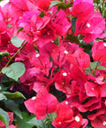 Bougainvillea Trellis Helen Johnson "Fushia" (Bougainvillea 'Helen Johnson' (Fuchsia)) - PlantologyUSA - 4-5 feet