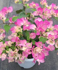 Bougainvillea Trellis Imperial Delight (Bougainvillea 'Imperial Delight') - Bird of ParadiseUSA - 2-3 feet