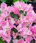 Bougainvillea Trellis Imperial Delight (Bougainvillea 'Imperial Delight') - Bird of ParadiseUSA - 4-5 feet