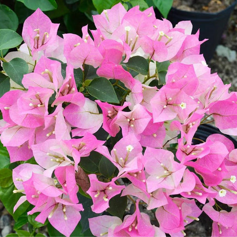 Bougainvillea Trellis Imperial Delight (Bougainvillea 'Imperial Delight') - Bird of ParadiseUSA - 4-5 feet