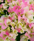 Bougainvillea Trellis Imperial Delight (Bougainvillea 'Imperial Delight') - Bird of ParadiseUSA - 4-5 feet