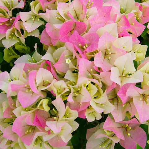 Bougainvillea Trellis Imperial Delight (Bougainvillea 'Imperial Delight') - Bird of ParadiseUSA - 4-5 feet