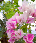 Bougainvillea Trellis Imperial Delight (Bougainvillea 'Imperial Delight') - Bird of ParadiseUSA - 4-5 feet