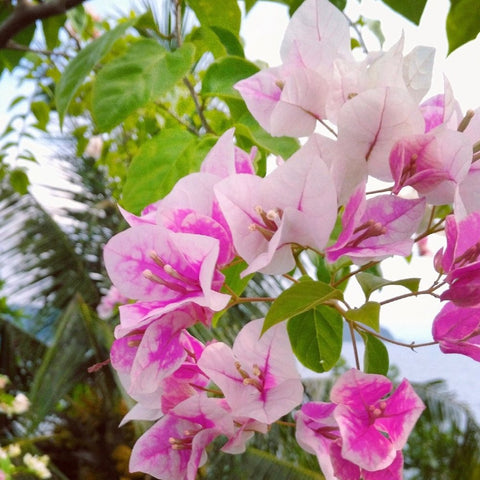 Bougainvillea Trellis Imperial Delight (Bougainvillea 'Imperial Delight') - Bird of ParadiseUSA - 4-5 feet