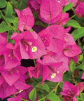 Bougainvillea Trellis Miami Pink (Bougainvillea 'Miami Pink') - Bird of ParadiseUSA - 2-3 feet