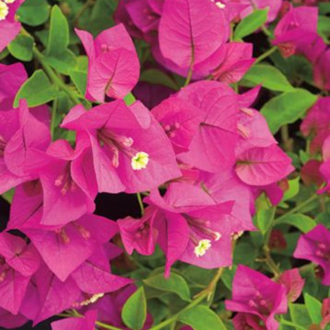 Bougainvillea Trellis Miami Pink (Bougainvillea 'Miami Pink') - Bird of ParadiseUSA - 2-3 feet