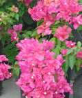 Bougainvillea Trellis Miami Pink (Bougainvillea 'Miami Pink') - Bird of ParadiseUSA - 2-3 feet