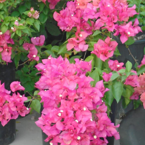 Bougainvillea Trellis Miami Pink (Bougainvillea 'Miami Pink') - Bird of ParadiseUSA - 2-3 feet