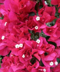 Bougainvillea Trellis Miami Pink (Bougainvillea 'Miami Pink') - Bird of ParadiseUSA - 2-3 feet