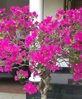 Bougainvillea Trellis Miami Pink (Bougainvillea 'Miami Pink') - Bird of ParadiseUSA - 4-5 feet