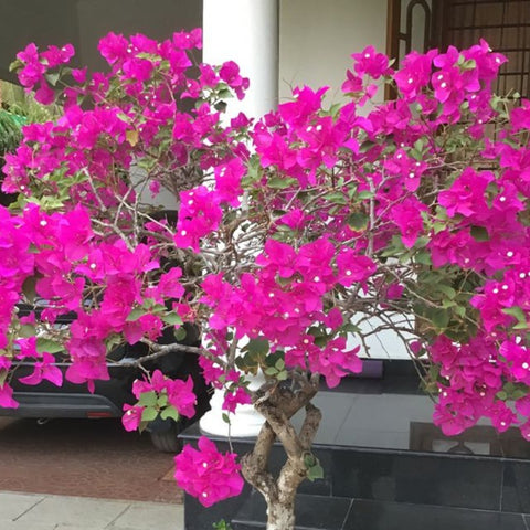 Bougainvillea Trellis Miami Pink (Bougainvillea 'Miami Pink') - Bird of ParadiseUSA - 4-5 feet