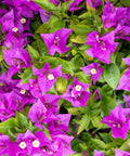 Bougainvillea Trellis New River Purple (Bougainvillea 'New River Purple') - PlantologyUSA - 2-3 feet