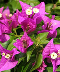 Bougainvillea Trellis New River Purple (Bougainvillea 'New River Purple') - PlantologyUSA - 2-3 feet