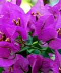 Bougainvillea Trellis New River Purple (Bougainvillea 'New River Purple') - PlantologyUSA - 4-5 feet