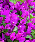 Bougainvillea Trellis New River Purple (Bougainvillea 'New River Purple') - PlantologyUSA - 4-5 feet