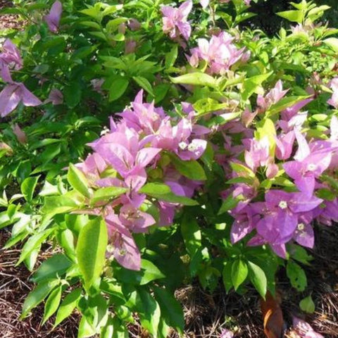 Bougainvillea Trellis Silhouette (Bougainvillea 'Silhouette') - Bird of ParadiseUSA - 4-5 feet