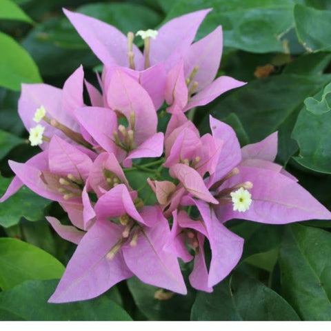 Bougainvillea Trellis Silhouette (Bougainvillea 'Silhouette') - Bird of ParadiseUSA - 4-5 feet
