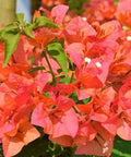 Bougainvillea Trellis Sun Down Orange (Bougainvillea 'Sun Down Orange') - Bird of ParadiseUSA - 2-3 feet